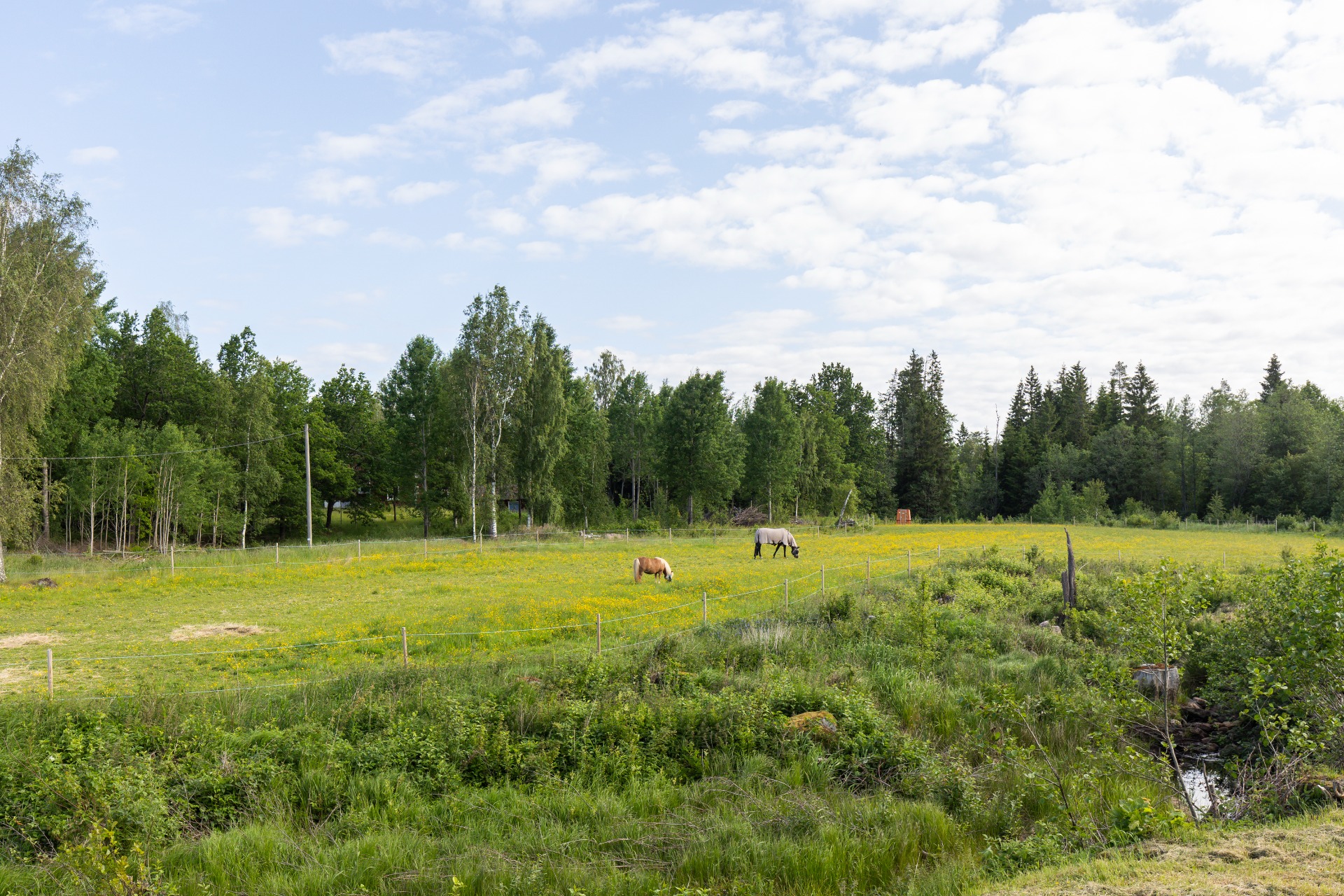 Donna Tess och Hedvig