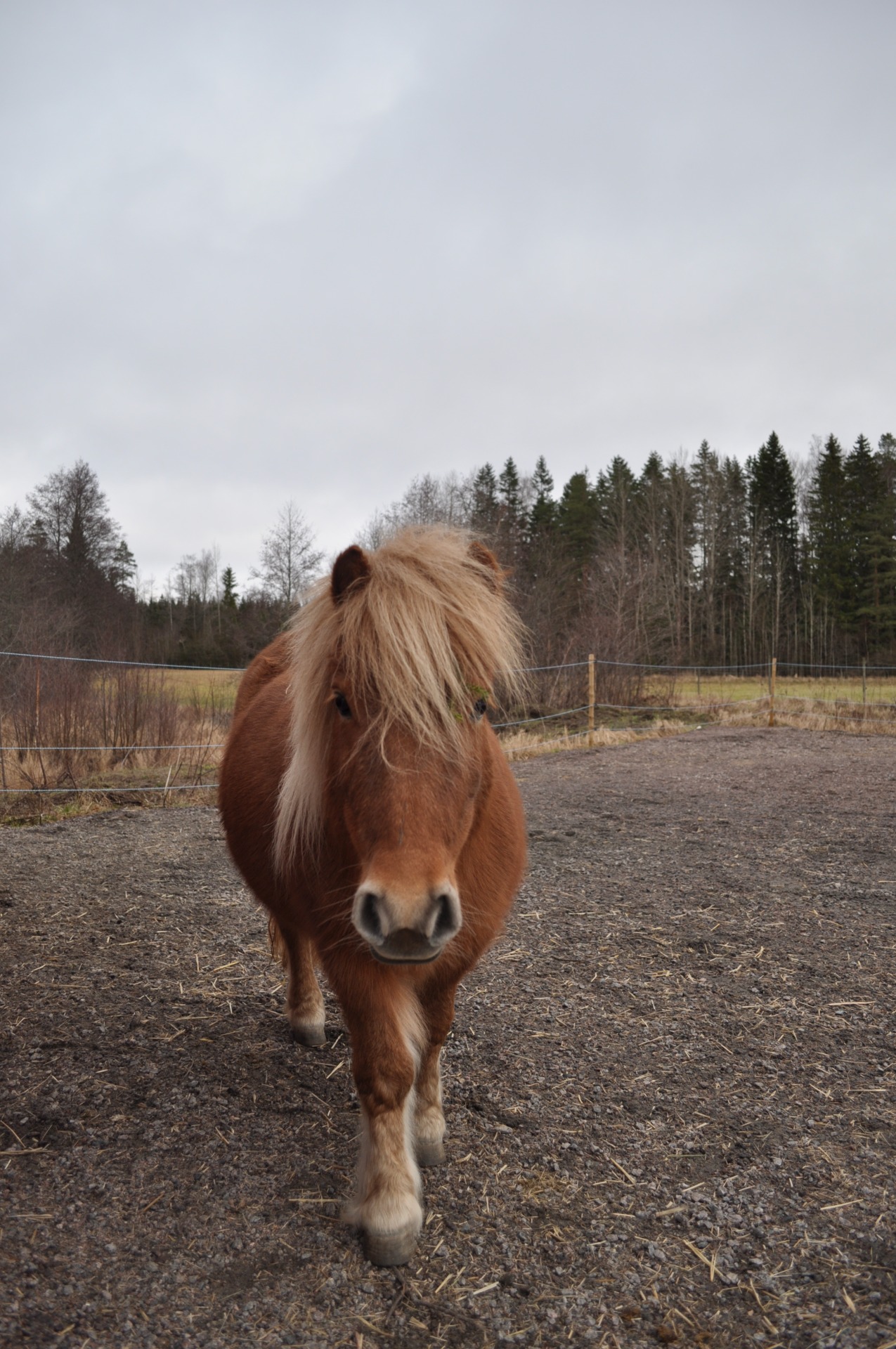 Hedvig, stallets maskot